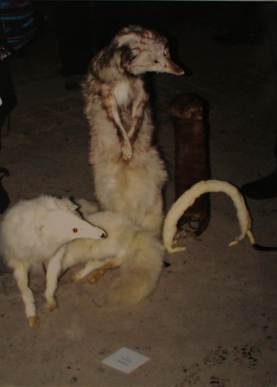 lisy z szafy bez ramki-01